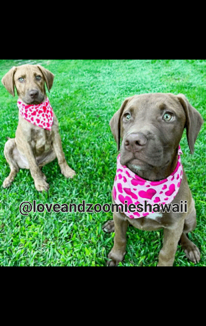 Love Bandana – Love and Zoomies Hawaii